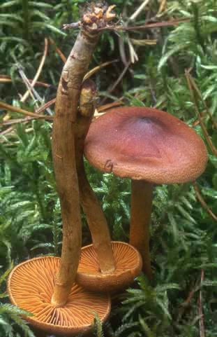 Dermocybe sp.