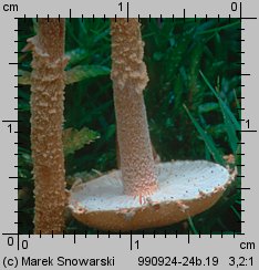 Cystoderma amianthinum (ziarnówka ochrowożółta)