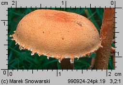 Cystoderma amianthinum (ziarnówka ochrowożółta)