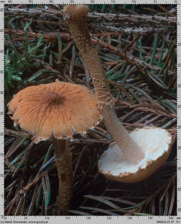 Cystoderma amianthinum (ziarnówka ochrowożółta)