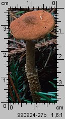 Cystoderma amianthinum (ziarnówka ochrowożółta)