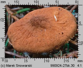 Cystoderma amianthinum (ziarnówka ochrowożółta)