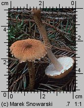 Cystoderma amianthinum (ziarnówka ochrowożółta)