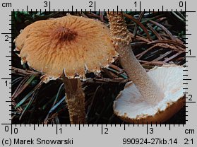 Cystoderma amianthinum (ziarnówka ochrowożółta)