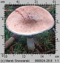 Gomphidius glutinosus (klejówka świerkowa)