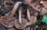 Inocybe lanuginosa (strzępiak wełnisty)