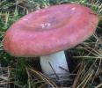 Russula paludosa (gołąbek błotny)