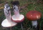 Russula paludosa (gołąbek błotny)