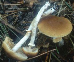 Unidentified-Cortinarius