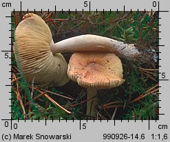 Tricholoma equestre (gąska zielonka)