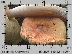 Tricholoma equestre (gąska zielonka)