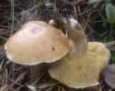 Suillus bovinus (maślak sitarz)