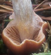 Cortinarius sp.