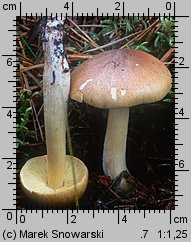 Tricholoma equestre (gąska zielonka)