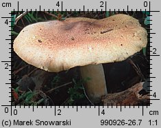 Tricholoma equestre (gąska zielonka)