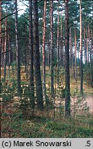 Tricholoma equestre (gąska zielonka)