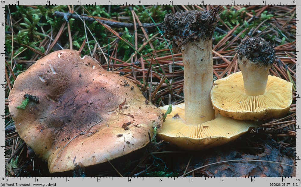 Tricholoma equestre (gąska zielonka)