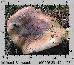 Tricholoma equestre (gąska zielonka)