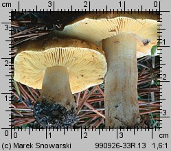 Tricholoma equestre (gąska zielonka)