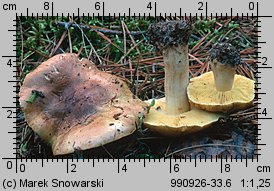 Tricholoma equestre (gąska zielonka)