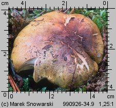 Tricholoma equestre (gąska zielonka)