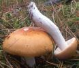 Russula decolorans (gołąbek płowiejący)