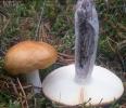 Russula decolorans (gołąbek płowiejący)