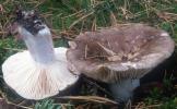 Russula adusta (gołąbek podpalany)