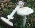 Amanita citrina (muchomor cytrynowy)