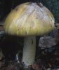 Amanita phalloides (muchomor zielonawy)