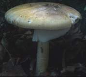 Amanita phalloides (muchomor zielonawy)