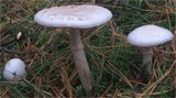 Amanita citrina (muchomor cytrynowy)