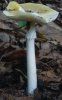 Amanita phalloides (muchomor zielonawy)