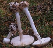 Amanita citrina (muchomor cytrynowy)