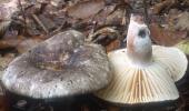 Russula nigricans (gołąbek czarniawy)