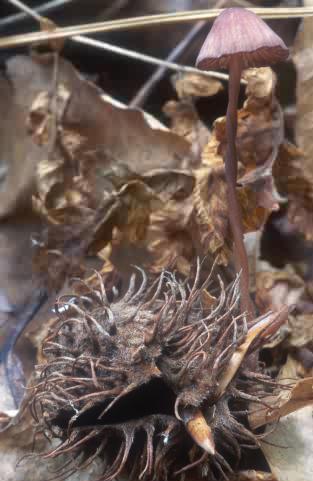 Mycena sanguinolenta (grzybówka krwawiąca)