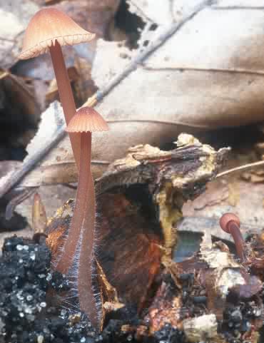 Mycena sanguinolenta (grzybówka krwawiąca)