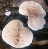 Crepidotus sp.