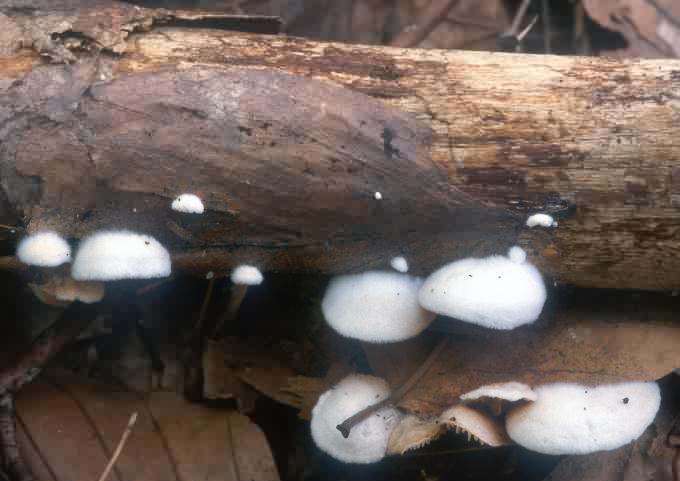 Crepidotus sp.