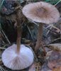 Collybia dryophila n 7