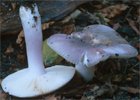 Unidentified-Russula