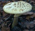 Amanita citrina (muchomor cytrynowy)