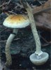 Leratiomyces squamosus (łysiczka łuskowata)