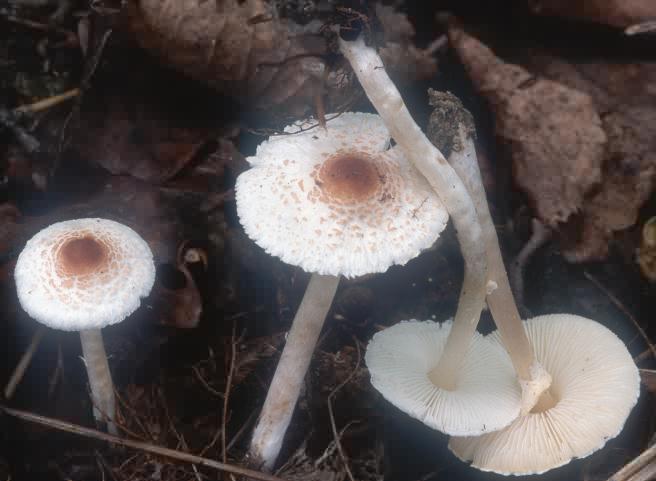 Lepiota cristata (czubajeczka cuchnąca)