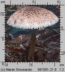 Macrolepiota procera (czubajka kania)