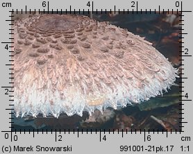 Macrolepiota procera (czubajka kania)