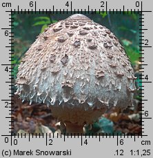 Macrolepiota procera (czubajka kania)