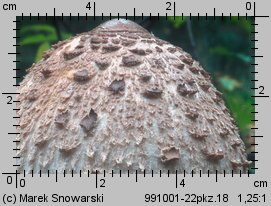 Macrolepiota procera (czubajka kania)