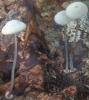 Mycena stylobates (grzybówka dyskowata)