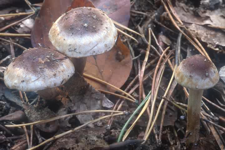 Cortinarius sp.